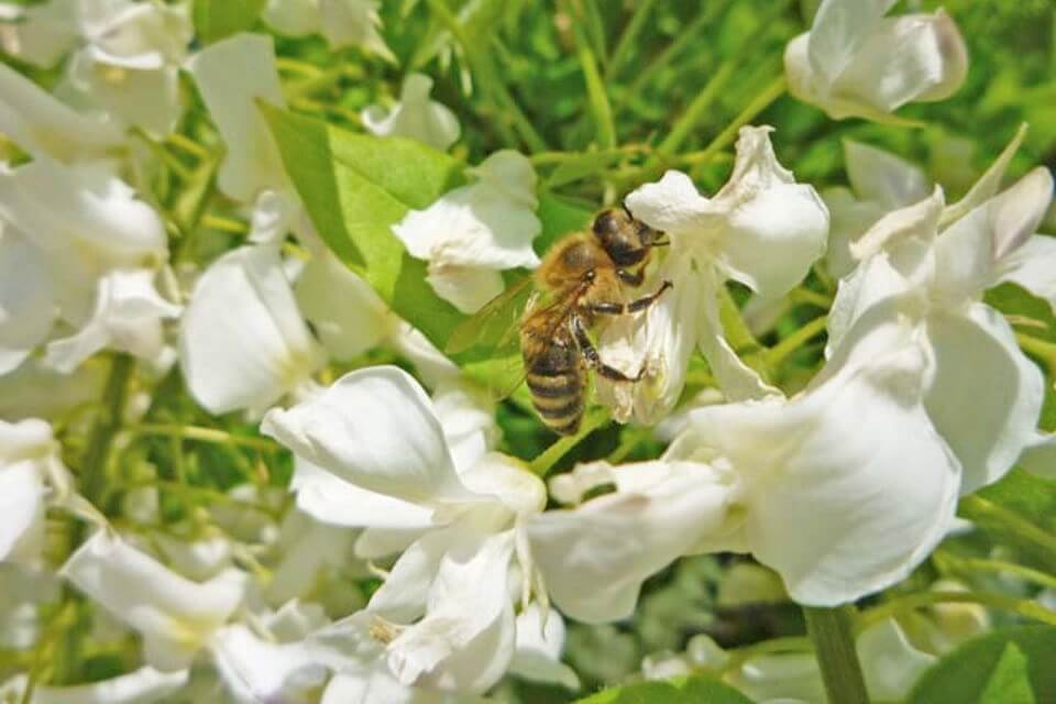 Bee on a wisteria flower, white flowers surrounding it, foliage and greenery in background