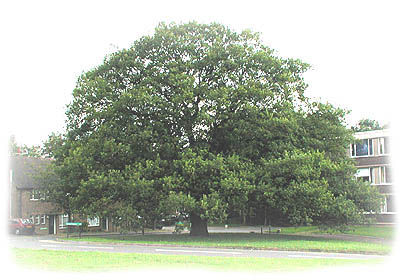 sessile oak