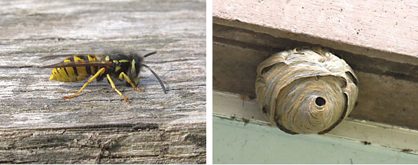 comm wasp with nest