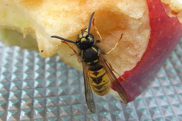 wasp eating apple