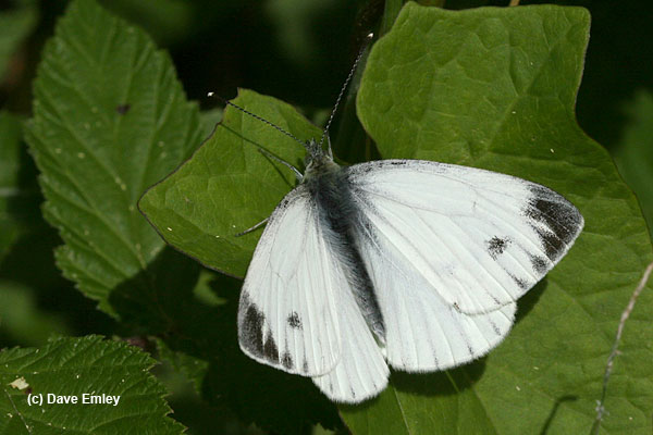 Green-veined White male