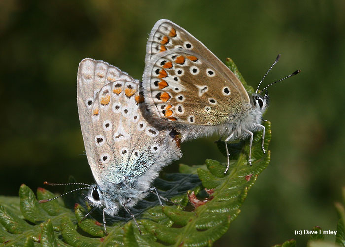 Common Blues mating showing underwing