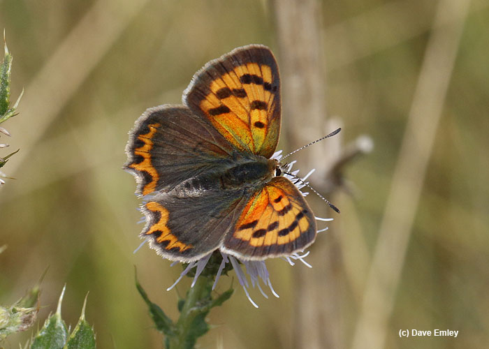 small copper upperside