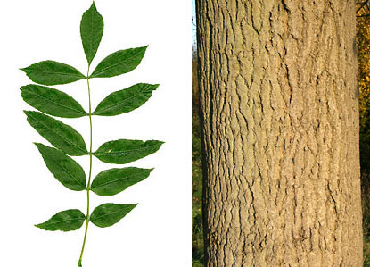 Bark and leaf of Ash