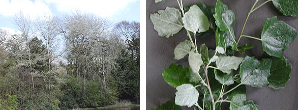 Grey Poplar tree and leaf