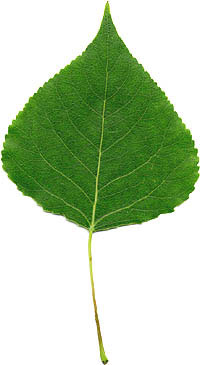 Hybrid Black Poplar leaf