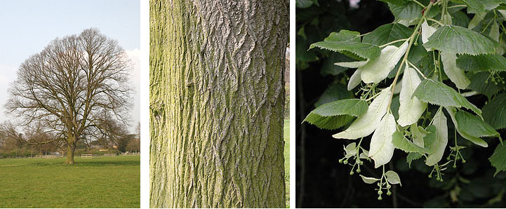 Large-leaved Lime trunk