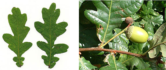 Pedunculate Oak leaf and acorn