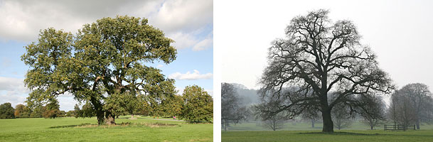 Pedunculate Oak tree