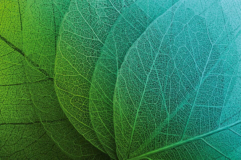 image-of-leaves-see-their-veins