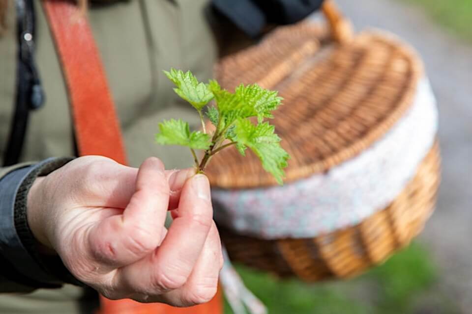 hand holding nettle stem with leaves, basket visible in picture, wearing outdoors clothing