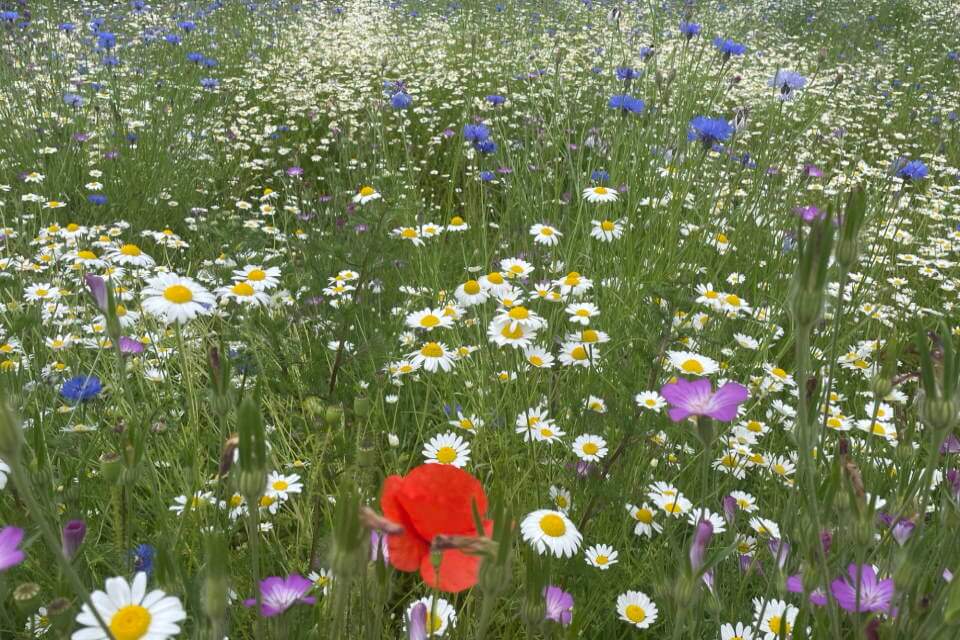 green meadow full of white blue and red flowers