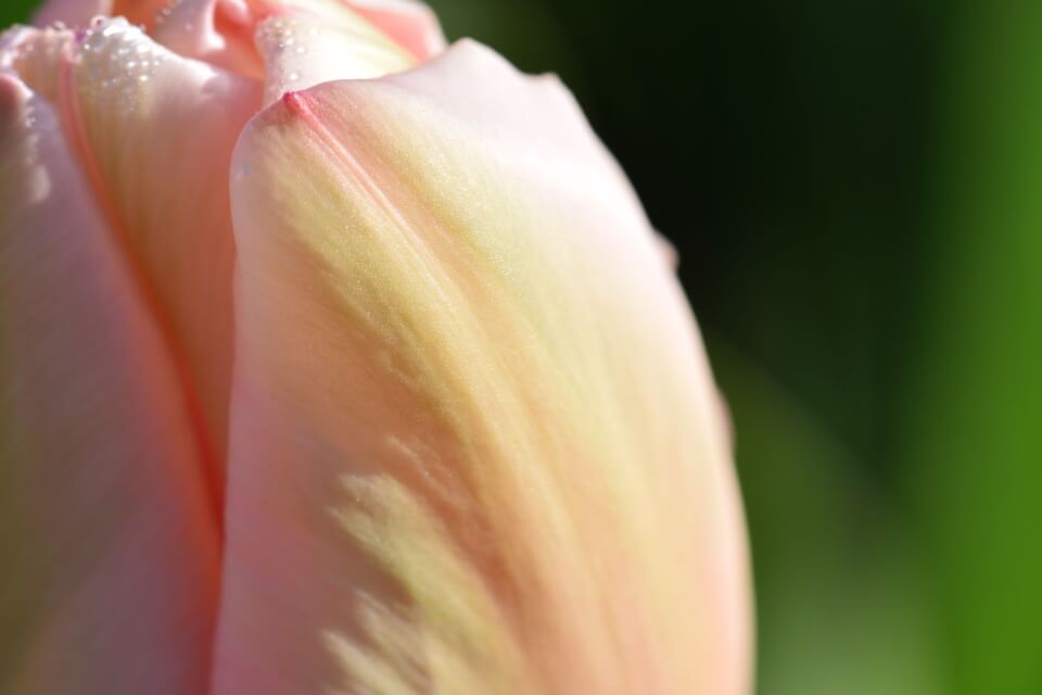 A close up photograph of the petals of a pink rose with a dark green background.