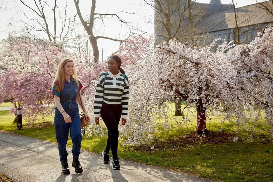 two people walking through cherry blossom trees