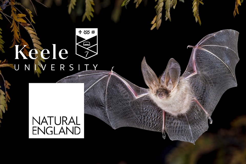 Researchers working with conservation groups to support recovery of bats across England
