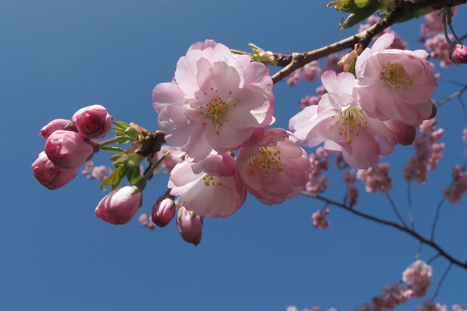 Keele cherry tree