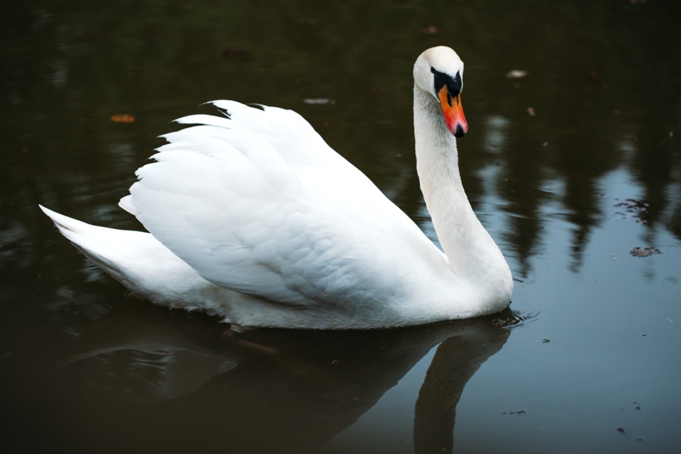 Swan