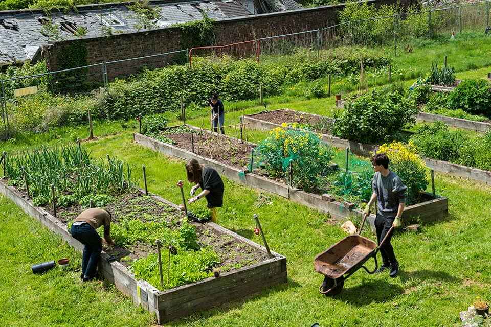 a group of people in a green allotment space tending to the raised beds on a sunny day