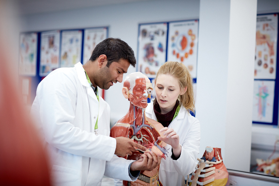 students looking at human anatomy