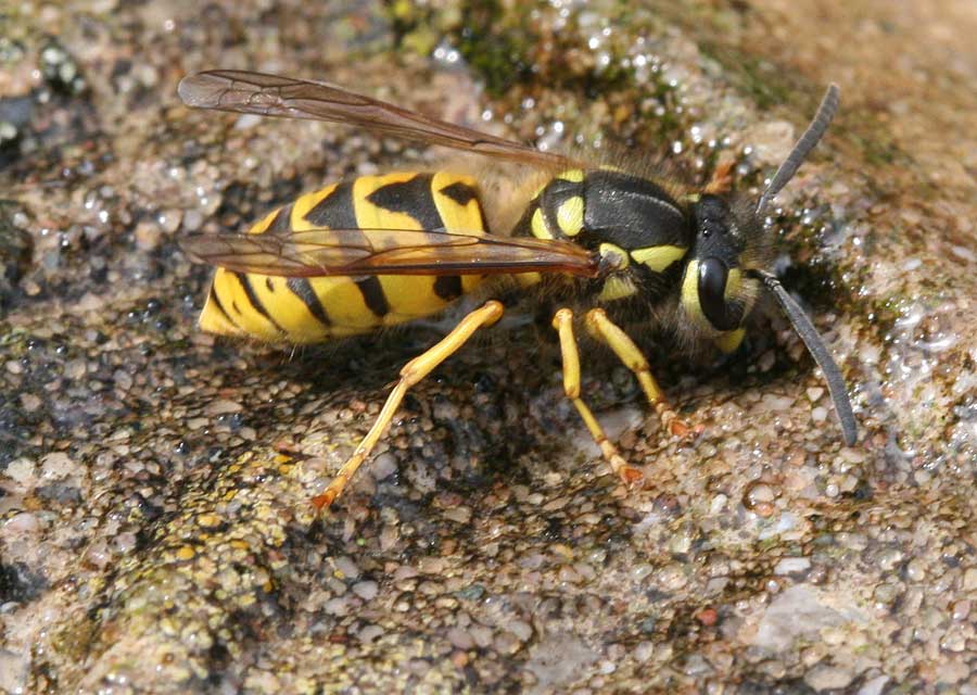 Wasps