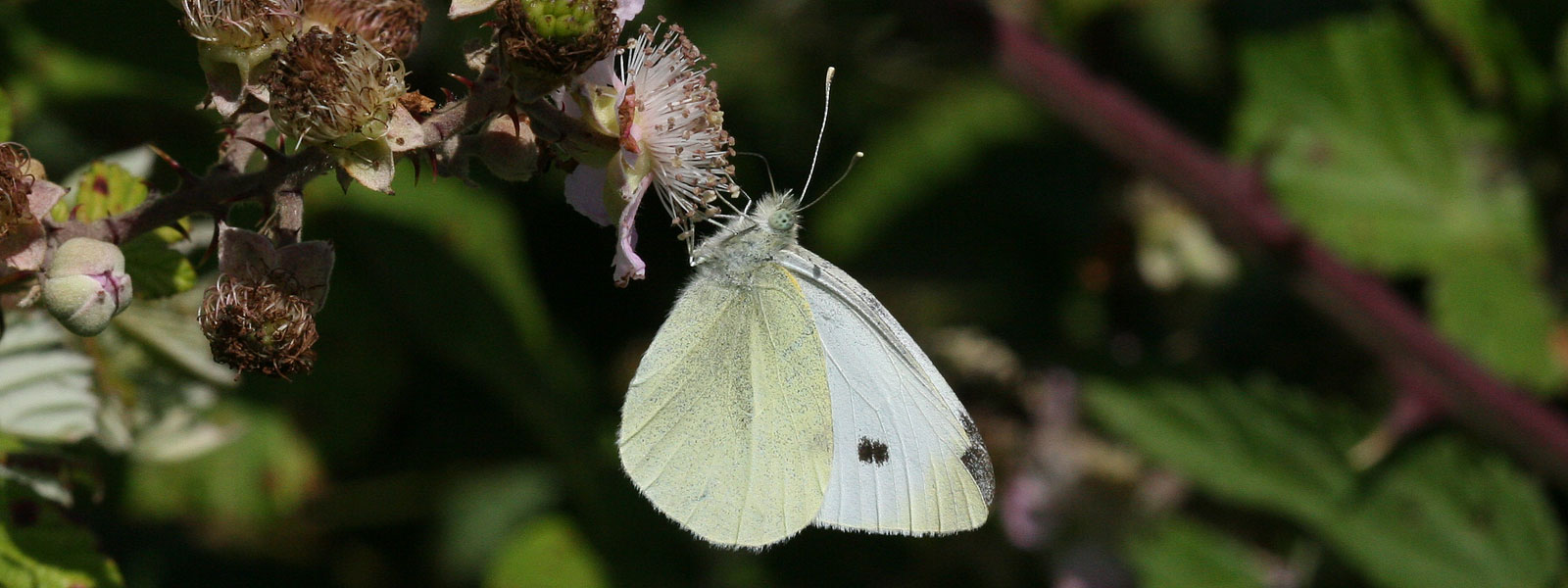 White butterflies Keele University