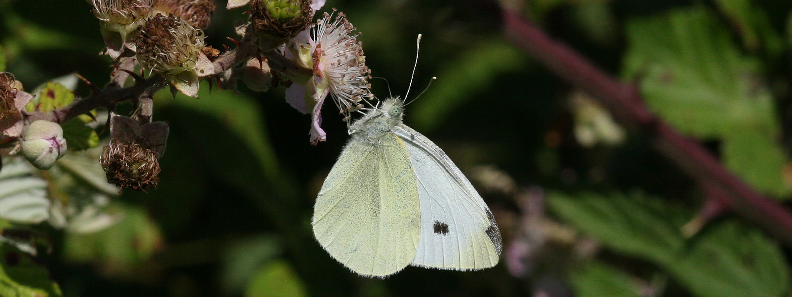 White butterflies banner