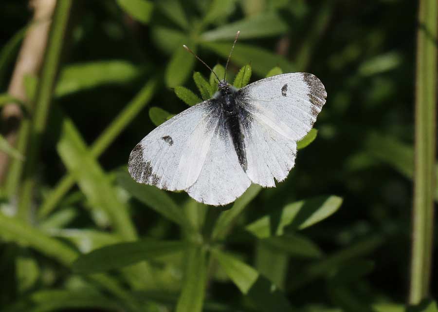 White butterflies