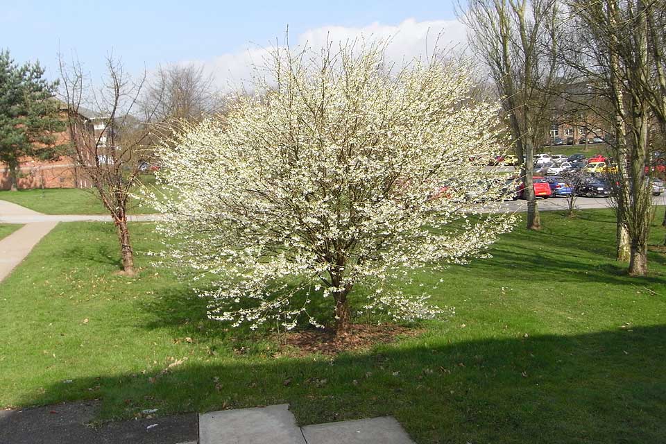 National collection of flowering cherries