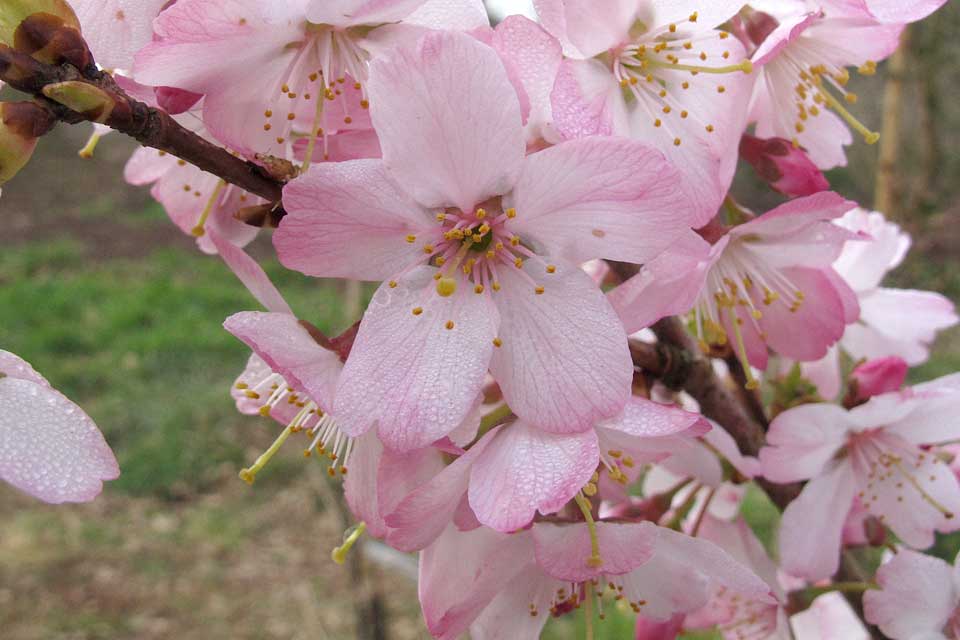 National collection of flowering cherries Keele University