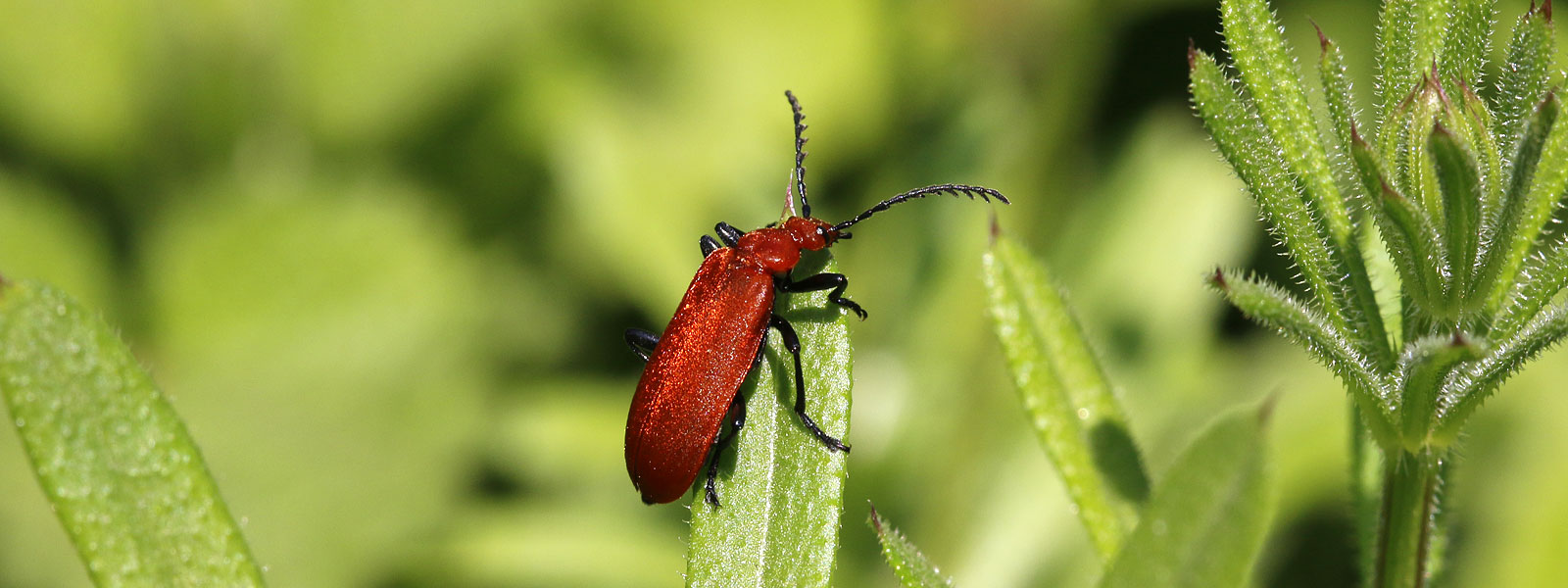 Beetles of Keele