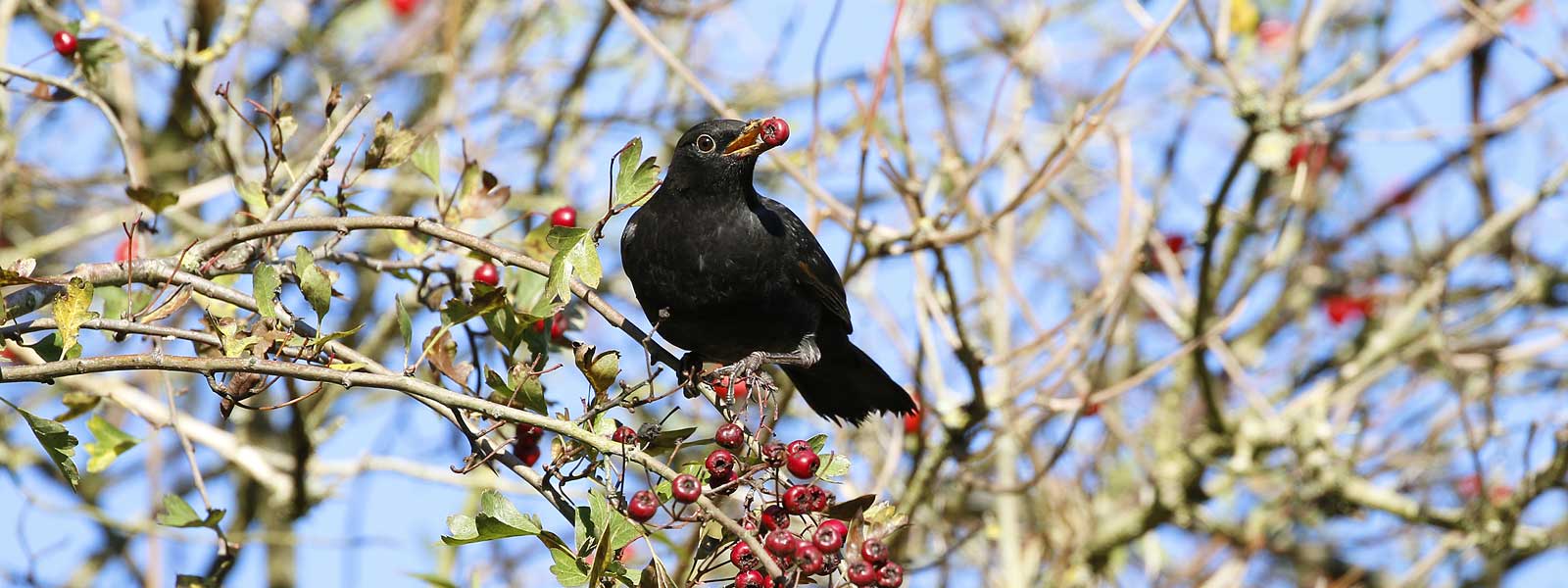 birds of Keele banner
