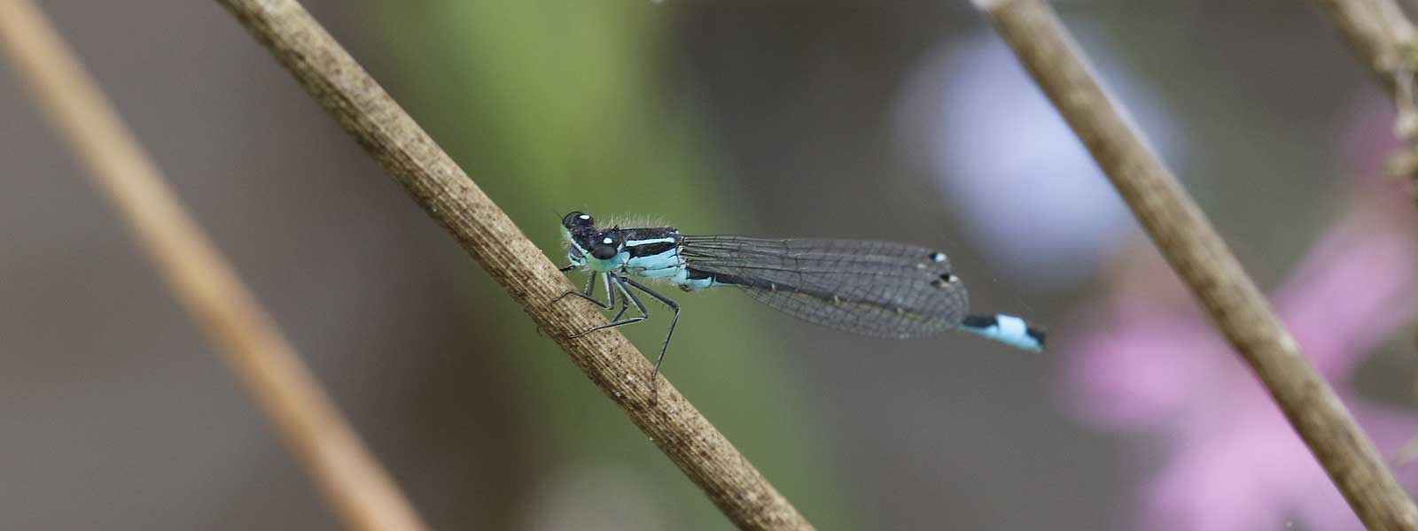 Dragonflies of Keele