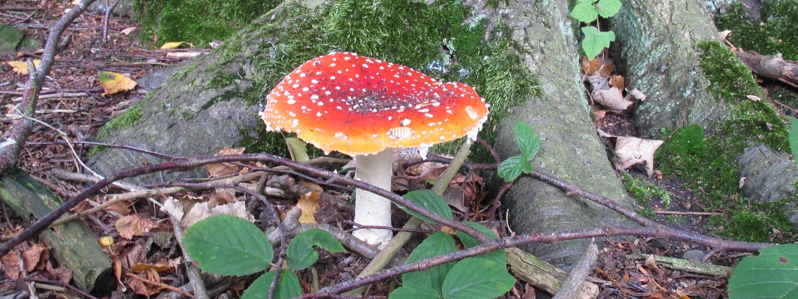 Fungi of Keele