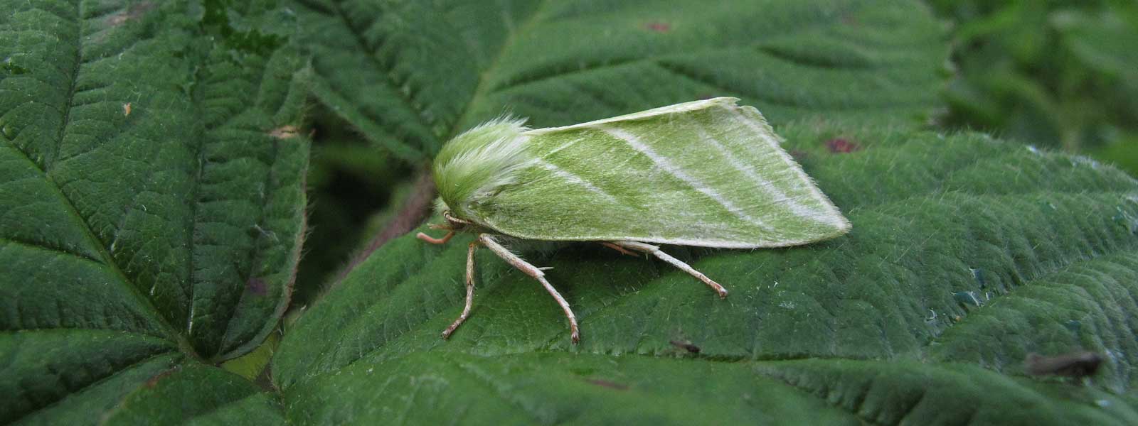 Moths of Keele banner
