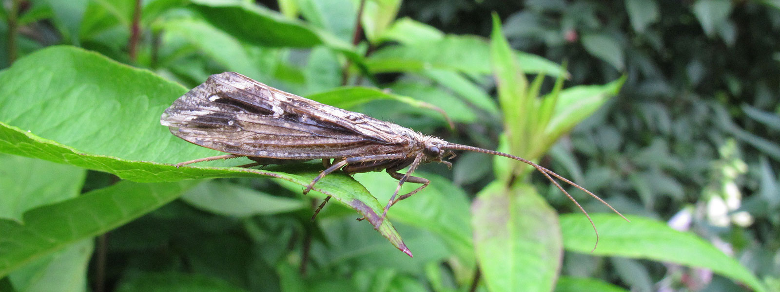 Other insects of Keele