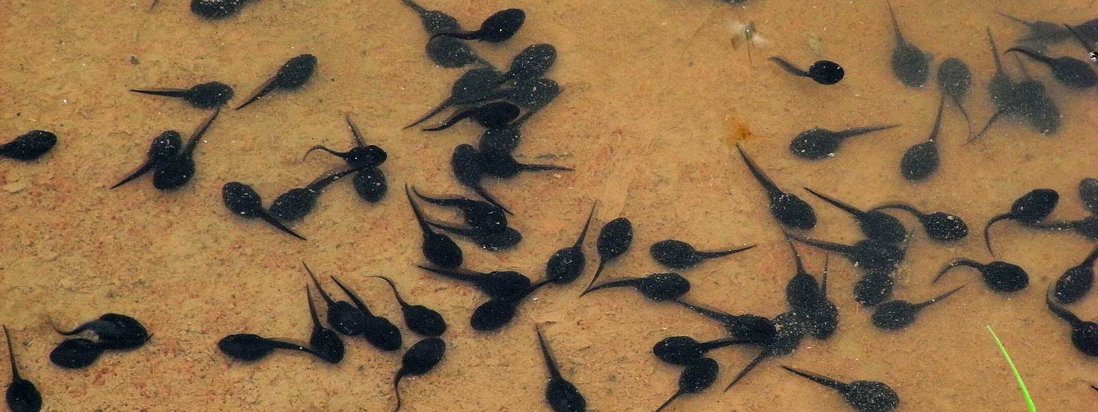 reptiles and amphibians of keele banner