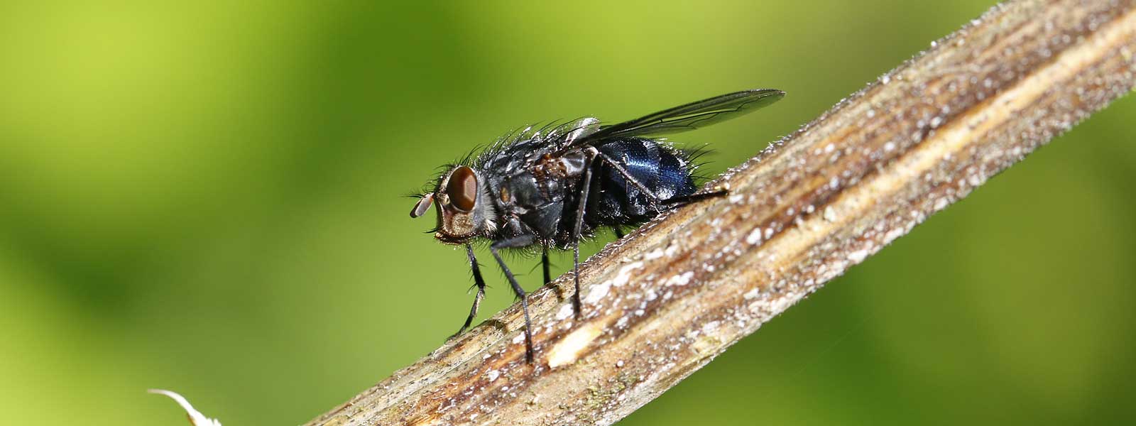 Flies of Keele