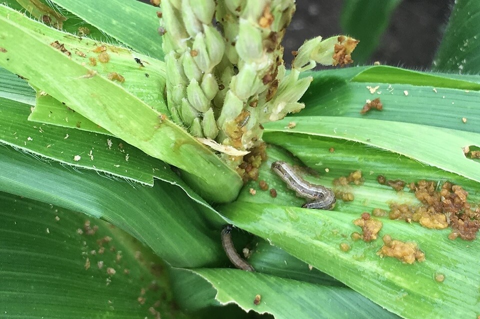 How “push-pull” companion crops help manage the devastating fall armyworm pest