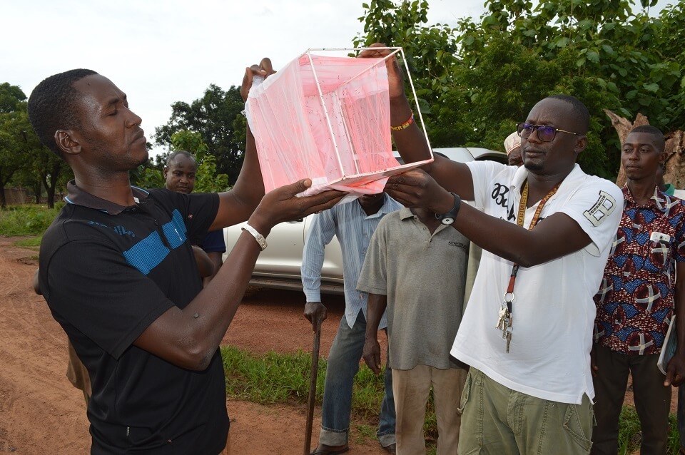 First-ever release of genetically modified sterile male mosquitoes shows that lifespan and range is reduced