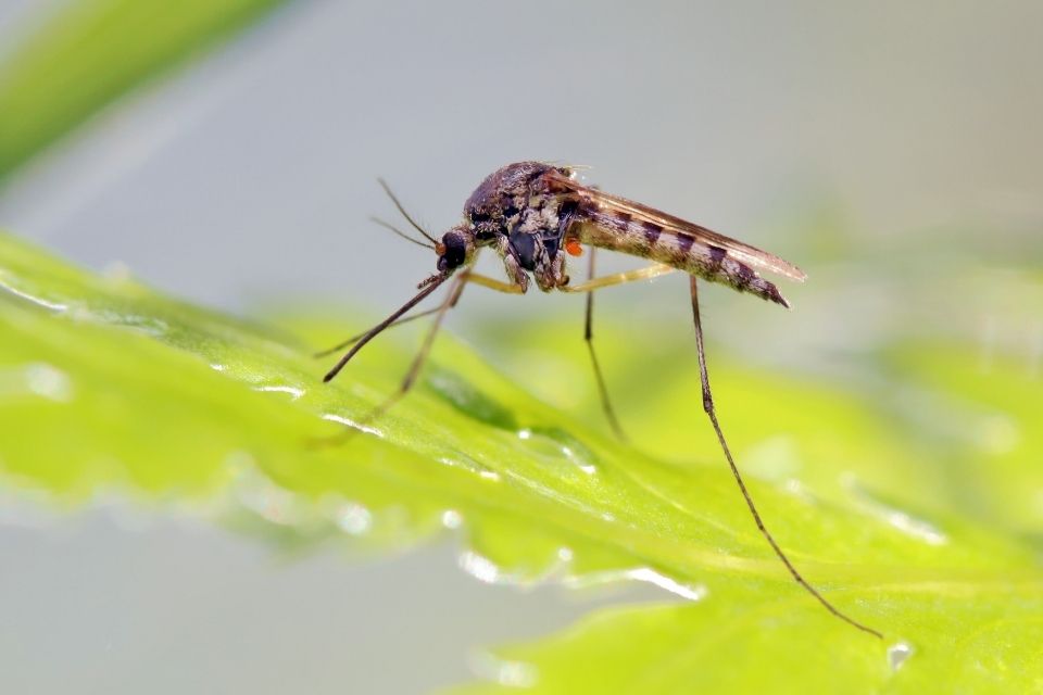 Mosquitoes learn to avoid pesticides after near-fatal exposures