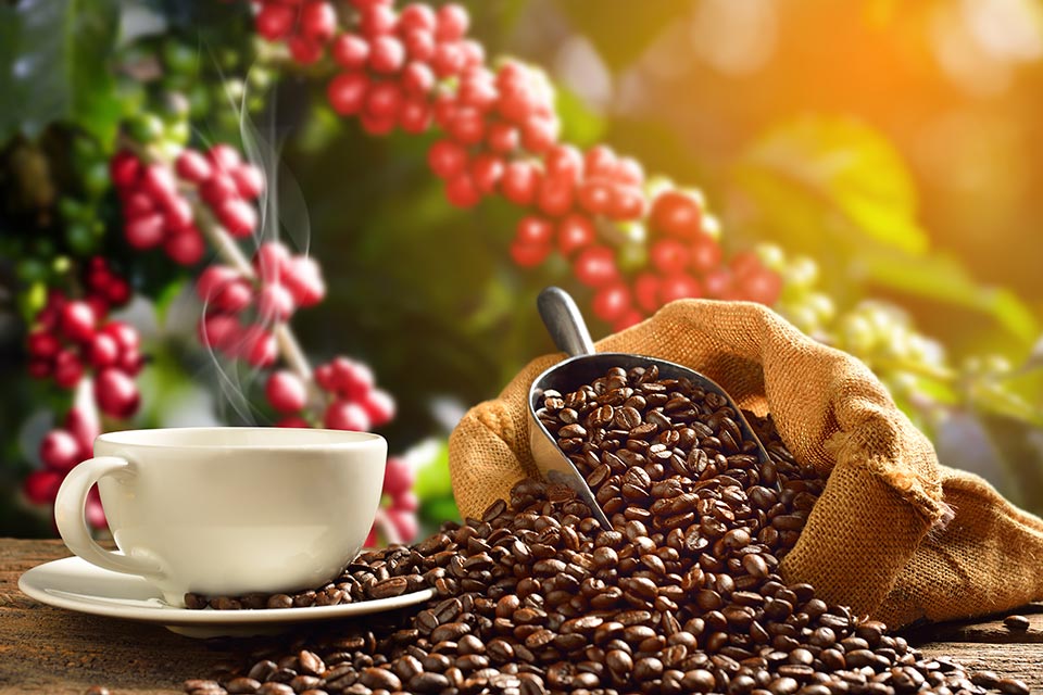 Coffee: 60% of wild species are at risk of extinction due to climate change