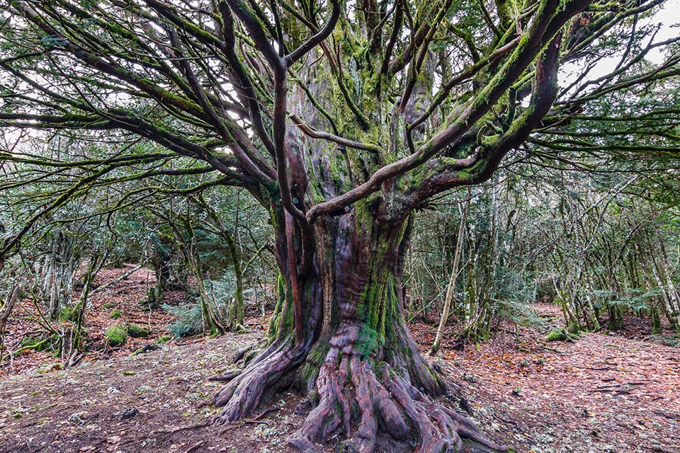 Ancient British trees could be thousands of years younger than previously thought
