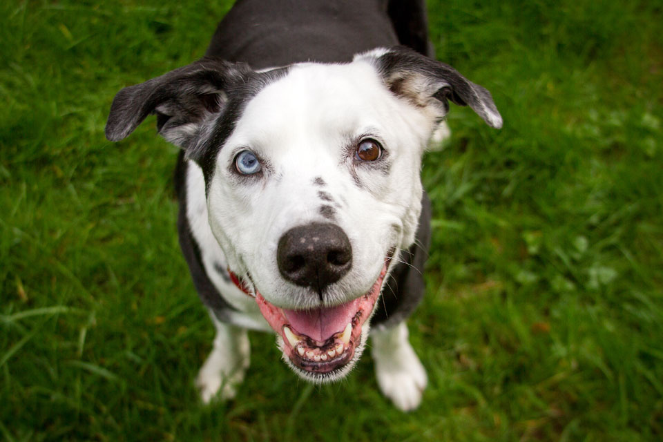 Curious Kids: why do some animals have two different coloured eyes?