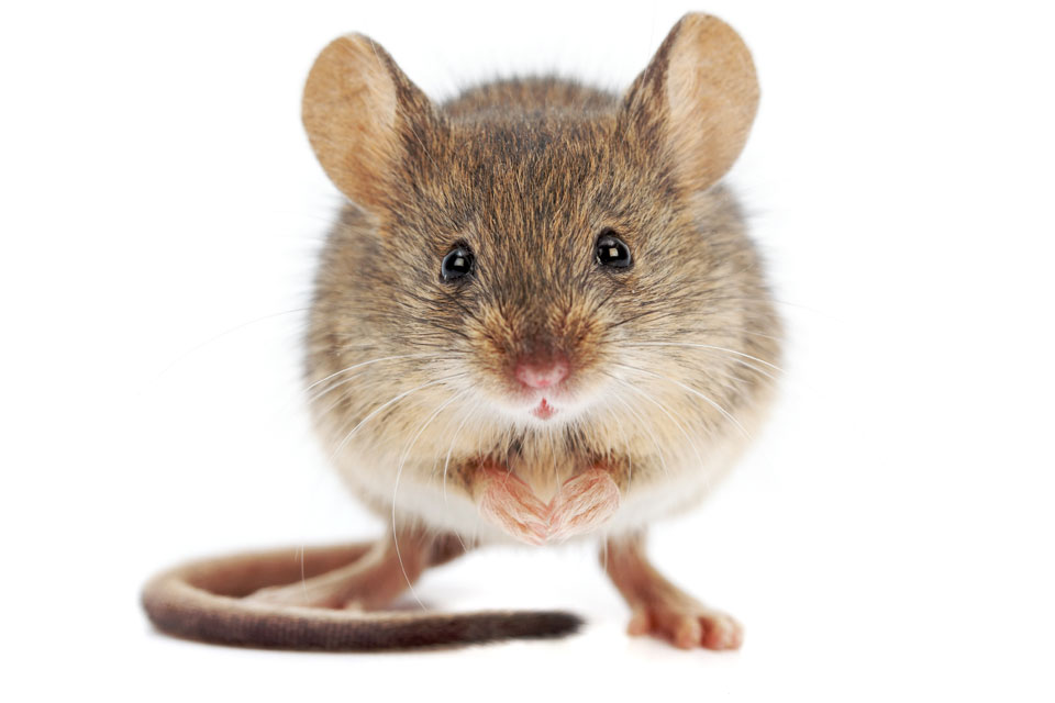 Here’s what that house proud mouse was doing – plus five other animals who take cleaning seriously