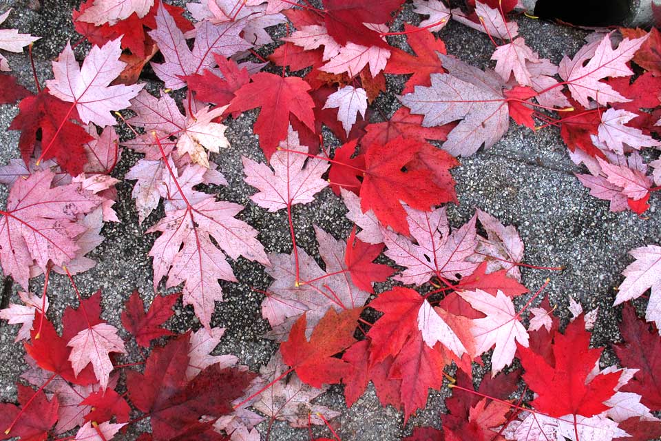 Link to tree accounts