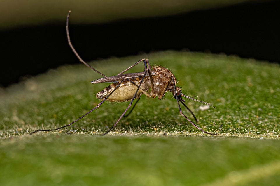Researchers creating map of mosquito genes to help control disease