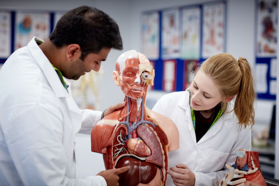 students studying anatomy model