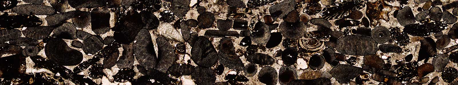 Student Journal of Natural Sciences 2019 2020