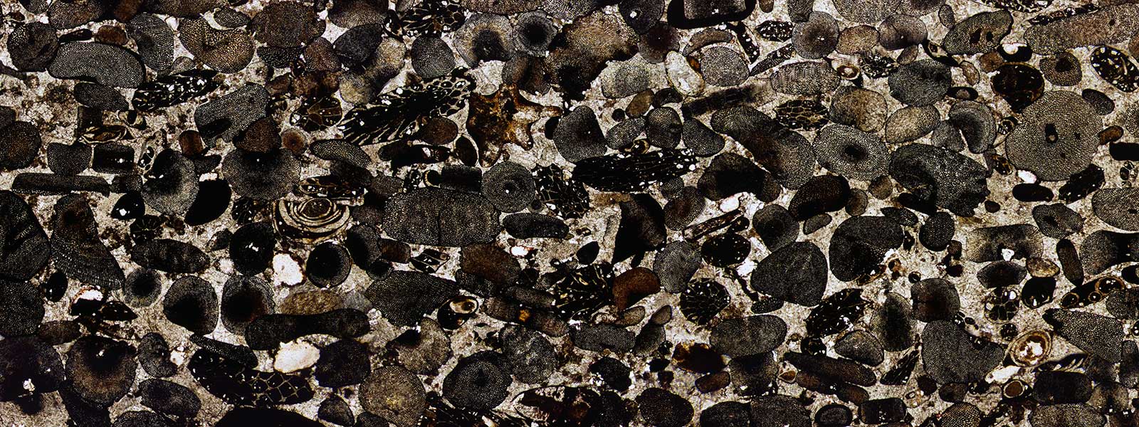 The Student Journal of Natural Sciences