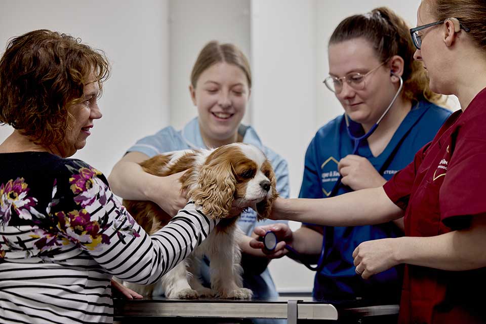 Library resource spotlight: Veterinary Medicine